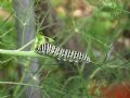 Papilio machaon